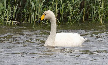 Mute and Whooper Swans