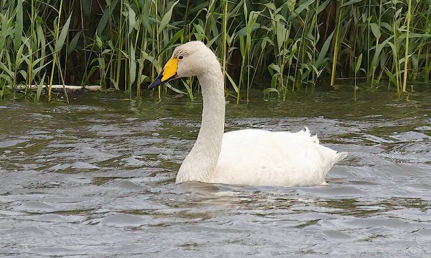 Mute and Whooper Swans