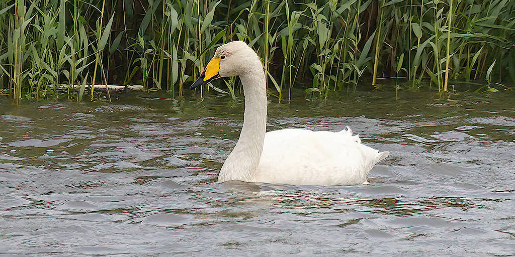 Mute and Whooper Swans