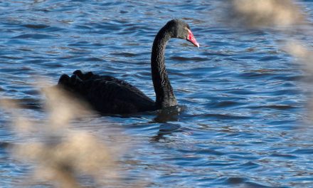 Black Swan at Siddick Pond