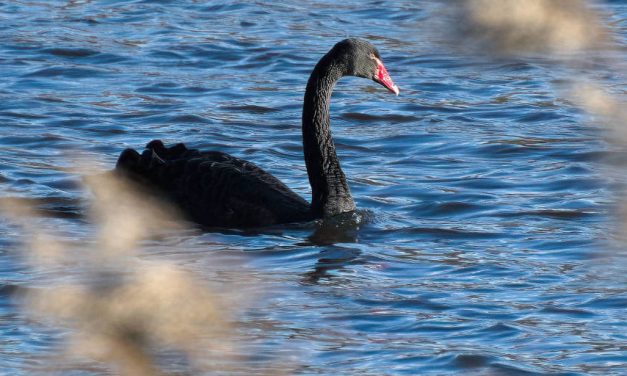 Black Swan at Siddick Pond