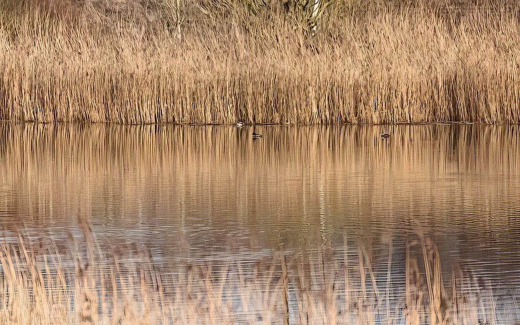 Another Rarity At Siddick Pond