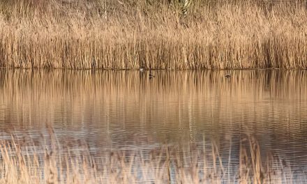 Another Rarity At Siddick Pond