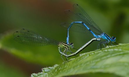 Azure Damselfly