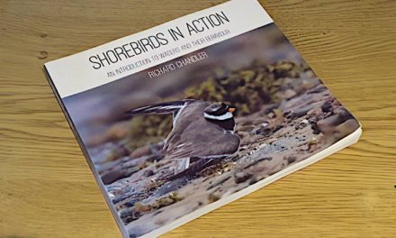 Shorebirds in Action