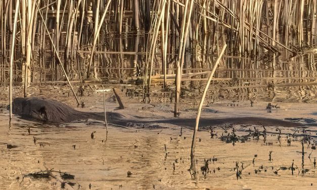 I Saw An Otter Today