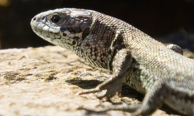 Lizard – Nature Is More Than Birds
