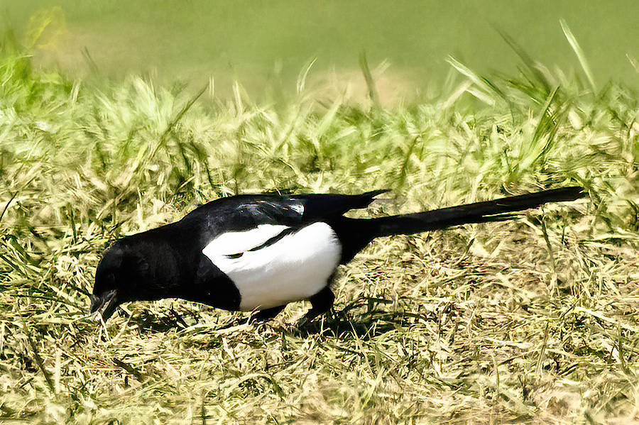 Magpie in field