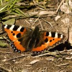 Butterflies on a Beautiful Spring Afternoon