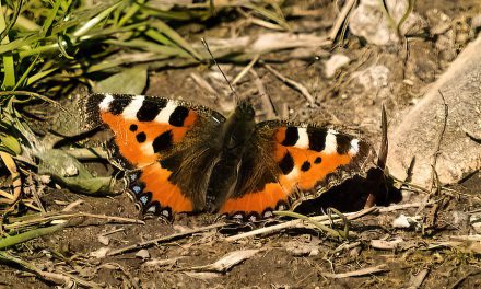 Butterflies on a Beautiful Spring Afternoon
