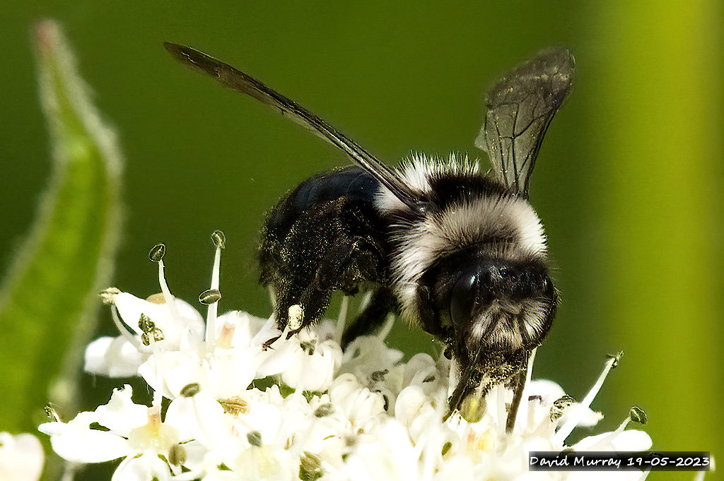 Ashy Mining Bee, Andrena cineraria, on white flower head