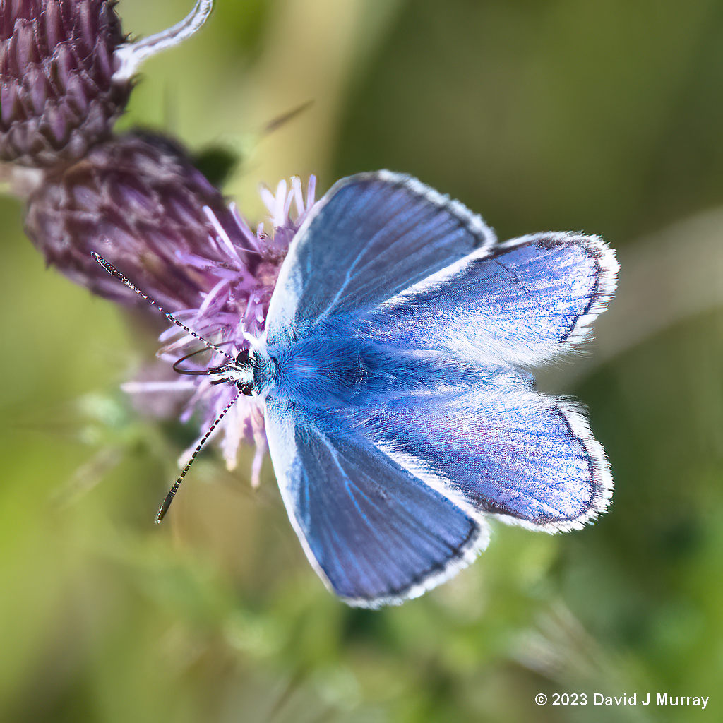 Butterfly - Common Blue - Polyommatus icarus
