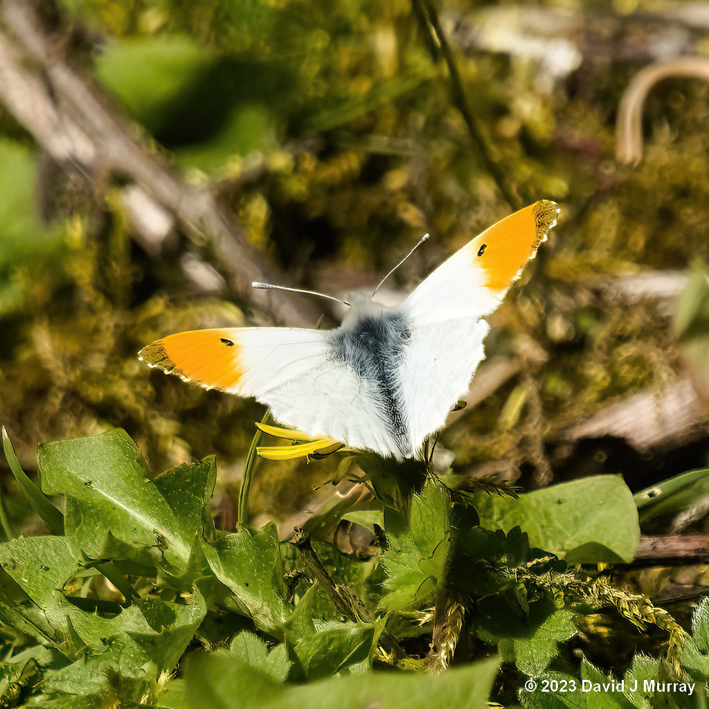 Orange Tip butterfly, male