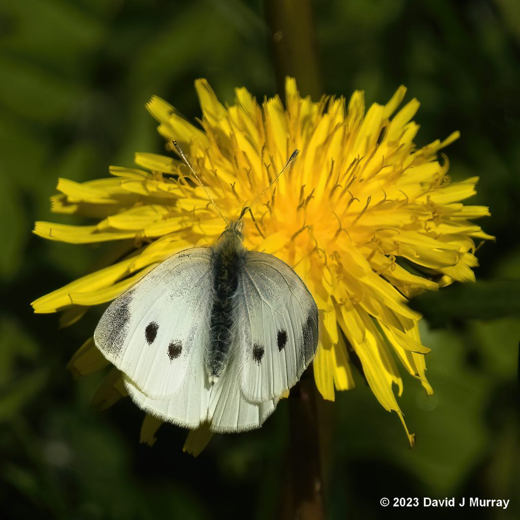 Female Small White butterfly on dandelion