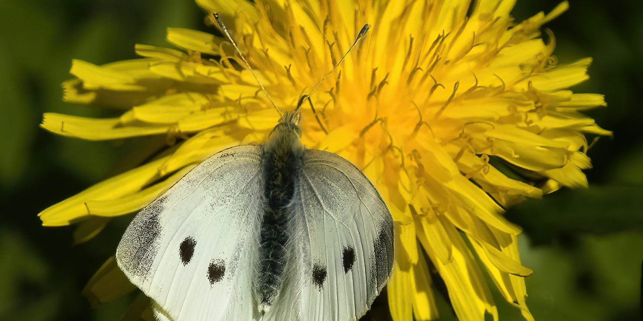 Two More Beautiful Butterflies on May Day