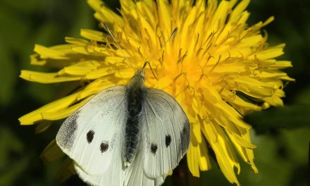 Two More Beautiful Butterflies on May Day