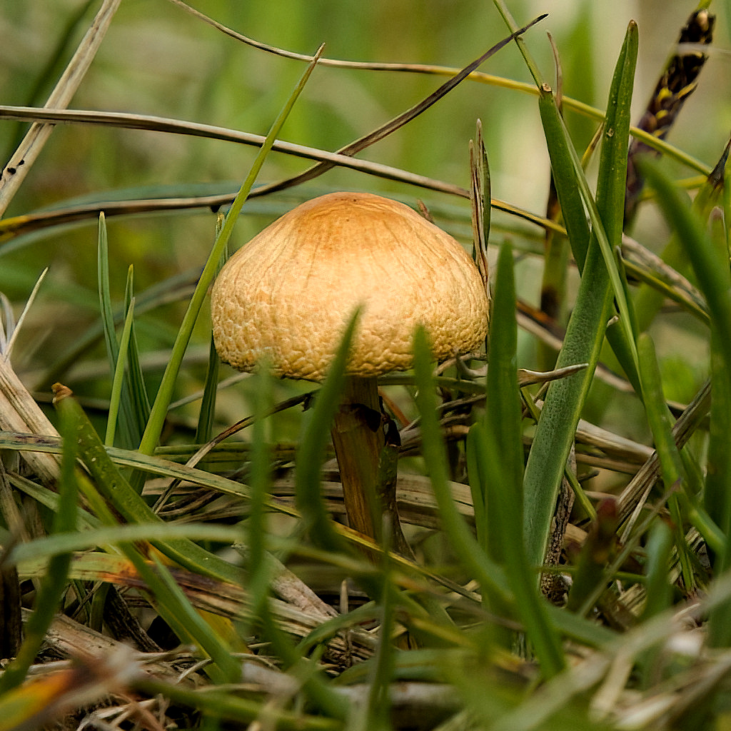 mushroom - from ground level
