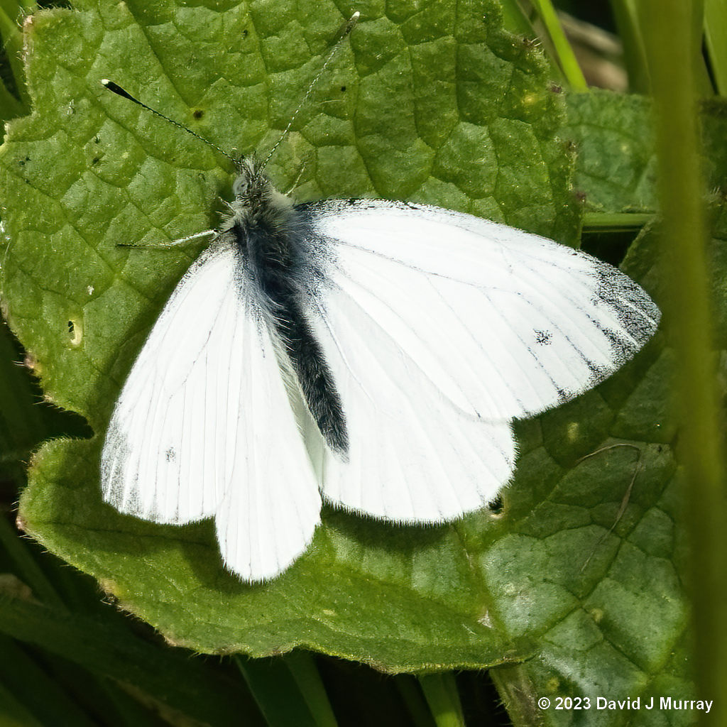 Butterfly Male Small White